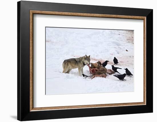 Gray Wolf (Canis Lupus) 870F of the Junction Butte Pack at an Elk Carcass in the Winter-James Hager-Framed Photographic Print