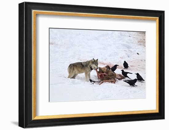 Gray Wolf (Canis Lupus) 870F of the Junction Butte Pack at an Elk Carcass in the Winter-James Hager-Framed Photographic Print