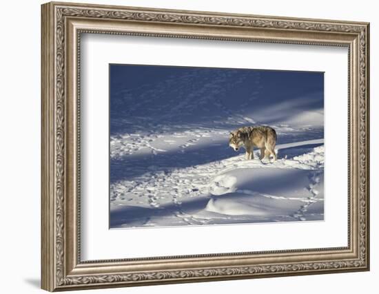 Gray Wolf (Canis Lupus) 870F of the Junction Butte Pack in the Winter-James Hager-Framed Photographic Print