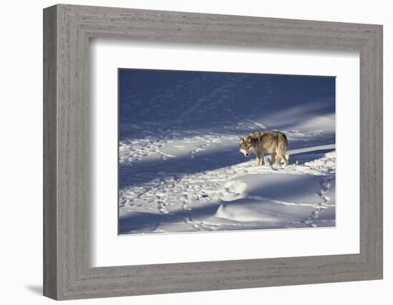 Gray Wolf (Canis Lupus) 870F of the Junction Butte Pack in the Winter-James Hager-Framed Photographic Print