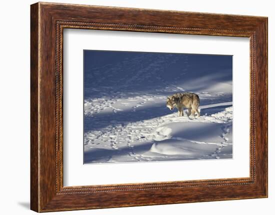 Gray Wolf (Canis Lupus) 870F of the Junction Butte Pack in the Winter-James Hager-Framed Photographic Print