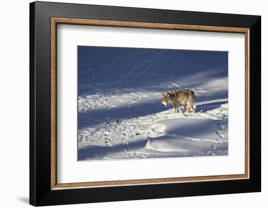 Gray Wolf (Canis Lupus) 870F of the Junction Butte Pack in the Winter-James Hager-Framed Photographic Print