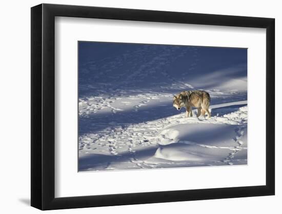 Gray Wolf (Canis Lupus) 870F of the Junction Butte Pack in the Winter-James Hager-Framed Photographic Print