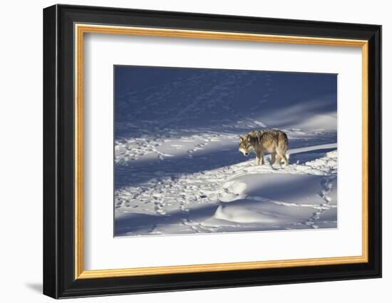 Gray Wolf (Canis Lupus) 870F of the Junction Butte Pack in the Winter-James Hager-Framed Photographic Print