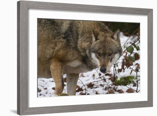 Gray Wolf (Canis Lupus), Bavarian Forest National Park, Bavaria, Germany, Europe-Sergio Pitamitz-Framed Photographic Print