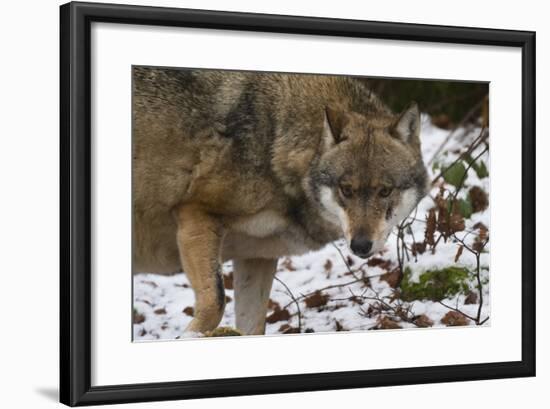 Gray Wolf (Canis Lupus), Bavarian Forest National Park, Bavaria, Germany, Europe-Sergio Pitamitz-Framed Photographic Print