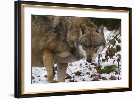 Gray Wolf (Canis Lupus), Bavarian Forest National Park, Bavaria, Germany, Europe-Sergio Pitamitz-Framed Photographic Print