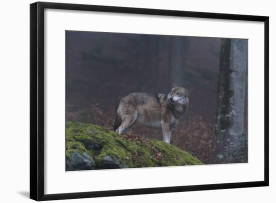 Gray Wolf (Canis Lupus), Bavarian Forest National Park, Bavaria, Germany, Europe-Sergio Pitamitz-Framed Photographic Print