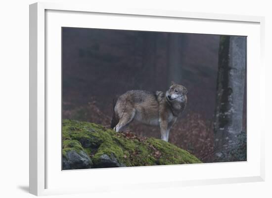 Gray Wolf (Canis Lupus), Bavarian Forest National Park, Bavaria, Germany, Europe-Sergio Pitamitz-Framed Photographic Print