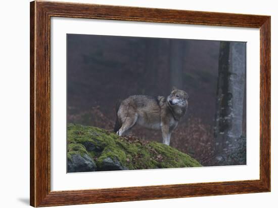 Gray Wolf (Canis Lupus), Bavarian Forest National Park, Bavaria, Germany, Europe-Sergio Pitamitz-Framed Photographic Print