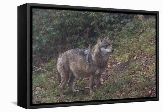 Gray Wolf (Canis Lupus), Bavarian Forest National Park, Bavaria, Germany, Europe-Sergio Pitamitz-Framed Premier Image Canvas