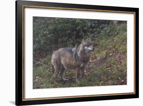 Gray Wolf (Canis Lupus), Bavarian Forest National Park, Bavaria, Germany, Europe-Sergio Pitamitz-Framed Photographic Print