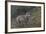 Gray Wolf (Canis Lupus), Bavarian Forest National Park, Bavaria, Germany, Europe-Sergio Pitamitz-Framed Photographic Print