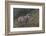 Gray Wolf (Canis Lupus), Bavarian Forest National Park, Bavaria, Germany, Europe-Sergio Pitamitz-Framed Photographic Print