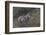 Gray Wolf (Canis Lupus), Bavarian Forest National Park, Bavaria, Germany, Europe-Sergio Pitamitz-Framed Photographic Print