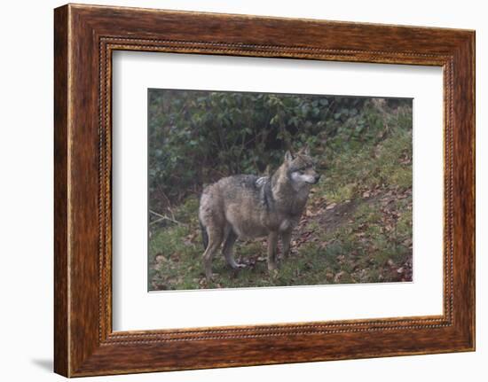 Gray Wolf (Canis Lupus), Bavarian Forest National Park, Bavaria, Germany, Europe-Sergio Pitamitz-Framed Photographic Print