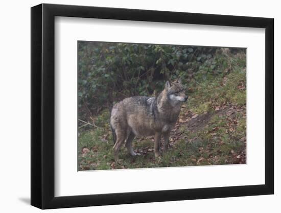 Gray Wolf (Canis Lupus), Bavarian Forest National Park, Bavaria, Germany, Europe-Sergio Pitamitz-Framed Photographic Print