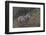 Gray Wolf (Canis Lupus), Bavarian Forest National Park, Bavaria, Germany, Europe-Sergio Pitamitz-Framed Photographic Print