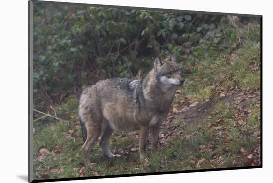 Gray Wolf (Canis Lupus), Bavarian Forest National Park, Bavaria, Germany, Europe-Sergio Pitamitz-Mounted Photographic Print