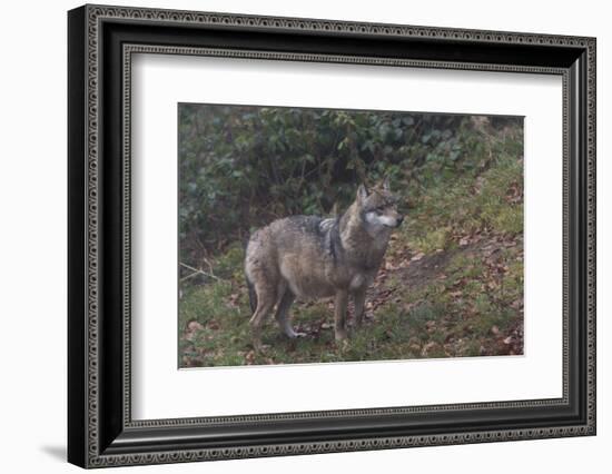 Gray Wolf (Canis Lupus), Bavarian Forest National Park, Bavaria, Germany, Europe-Sergio Pitamitz-Framed Photographic Print