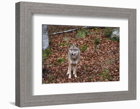 Gray Wolf (Canis Lupus), Bavarian Forest National Park, Bavaria, Germany, Europe-Sergio Pitamitz-Framed Photographic Print