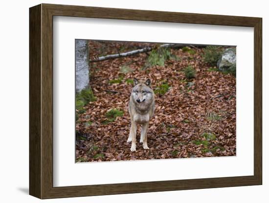 Gray Wolf (Canis Lupus), Bavarian Forest National Park, Bavaria, Germany, Europe-Sergio Pitamitz-Framed Photographic Print