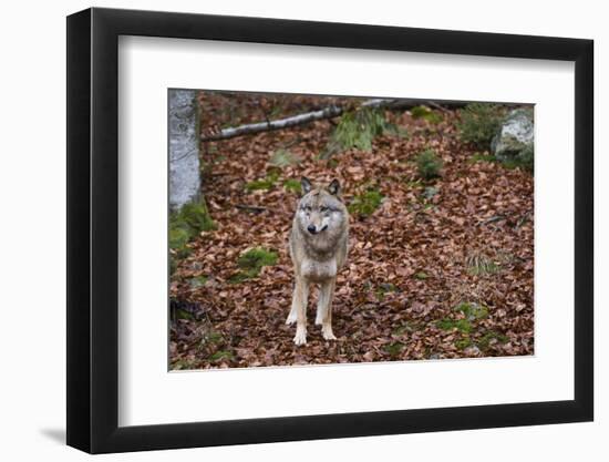 Gray Wolf (Canis Lupus), Bavarian Forest National Park, Bavaria, Germany, Europe-Sergio Pitamitz-Framed Photographic Print