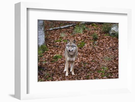 Gray Wolf (Canis Lupus), Bavarian Forest National Park, Bavaria, Germany, Europe-Sergio Pitamitz-Framed Photographic Print