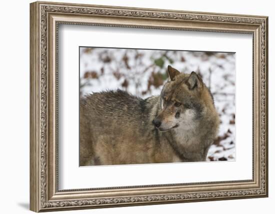 Gray Wolf (Canis Lupus), Bavarian Forest National Park, Bavaria, Germany, Europe-Sergio Pitamitz-Framed Photographic Print