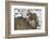 Gray Wolf (Canis Lupus), Bavarian Forest National Park, Bavaria, Germany, Europe-Sergio Pitamitz-Framed Photographic Print