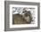 Gray Wolf (Canis Lupus), Bavarian Forest National Park, Bavaria, Germany, Europe-Sergio Pitamitz-Framed Photographic Print