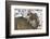 Gray Wolf (Canis Lupus), Bavarian Forest National Park, Bavaria, Germany, Europe-Sergio Pitamitz-Framed Photographic Print