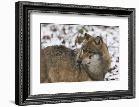 Gray Wolf (Canis Lupus), Bavarian Forest National Park, Bavaria, Germany, Europe-Sergio Pitamitz-Framed Photographic Print