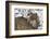 Gray Wolf (Canis Lupus), Bavarian Forest National Park, Bavaria, Germany, Europe-Sergio Pitamitz-Framed Photographic Print