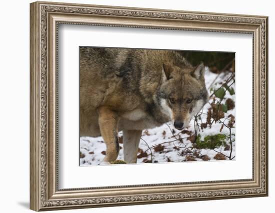 Gray Wolf (Canis Lupus), Bavarian Forest National Park, Bavaria, Germany, Europe-Sergio Pitamitz-Framed Photographic Print