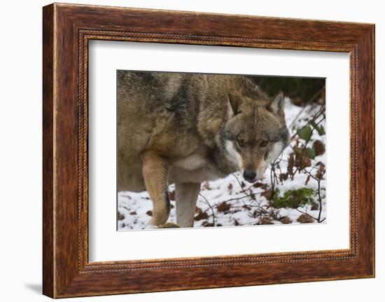 Gray Wolf (Canis Lupus), Bavarian Forest National Park, Bavaria, Germany, Europe-Sergio Pitamitz-Framed Photographic Print