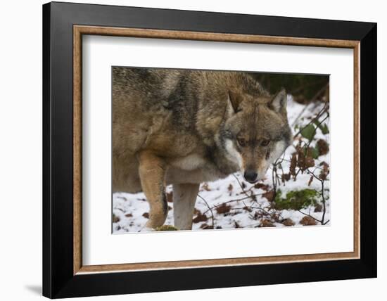 Gray Wolf (Canis Lupus), Bavarian Forest National Park, Bavaria, Germany, Europe-Sergio Pitamitz-Framed Photographic Print