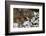 Gray Wolf (Canis Lupus), Bavarian Forest National Park, Bavaria, Germany, Europe-Sergio Pitamitz-Framed Photographic Print