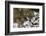 Gray Wolf (Canis Lupus), Bavarian Forest National Park, Bavaria, Germany, Europe-Sergio Pitamitz-Framed Photographic Print