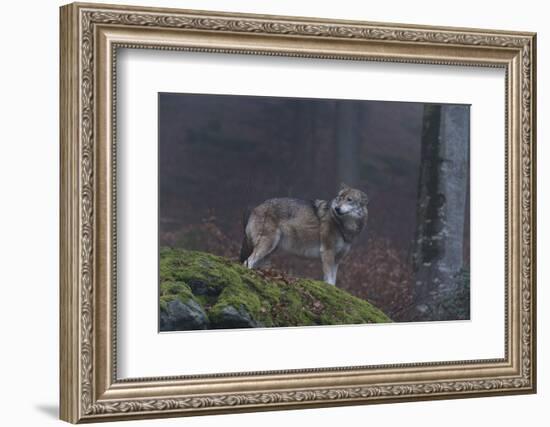 Gray Wolf (Canis Lupus), Bavarian Forest National Park, Bavaria, Germany, Europe-Sergio Pitamitz-Framed Photographic Print