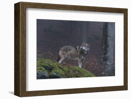 Gray Wolf (Canis Lupus), Bavarian Forest National Park, Bavaria, Germany, Europe-Sergio Pitamitz-Framed Photographic Print