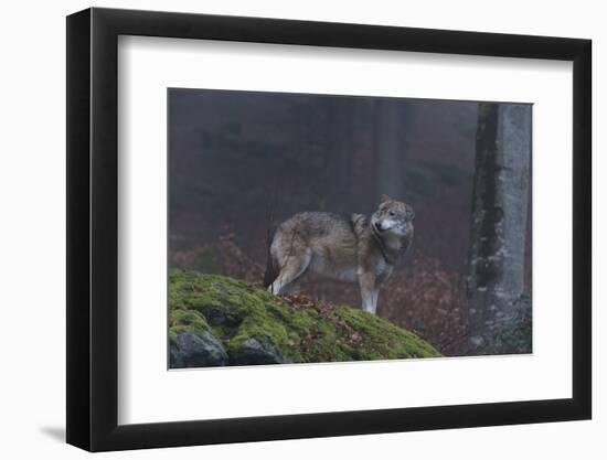 Gray Wolf (Canis Lupus), Bavarian Forest National Park, Bavaria, Germany, Europe-Sergio Pitamitz-Framed Photographic Print