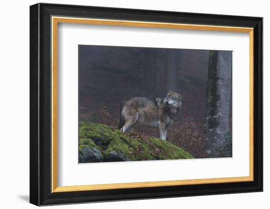 Gray Wolf (Canis Lupus), Bavarian Forest National Park, Bavaria, Germany, Europe-Sergio Pitamitz-Framed Photographic Print