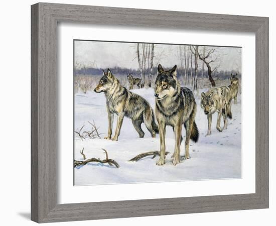 Gray Wolf (Canis Lupus), Canidae, Drawing-null-Framed Giclee Print