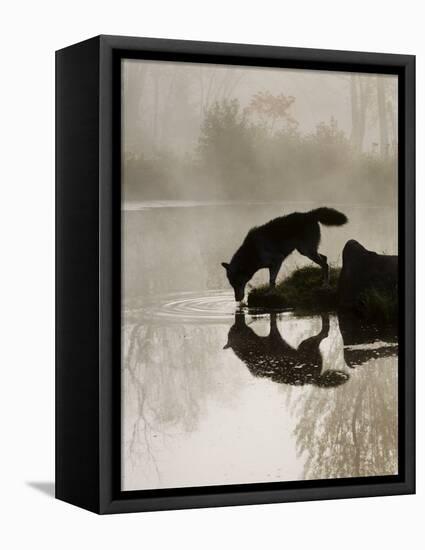 Gray Wolf (Canis Lupus) Drinking in the Fog, Reflected in the Water, in Captivity, Minnesota, USA-James Hager-Framed Premier Image Canvas