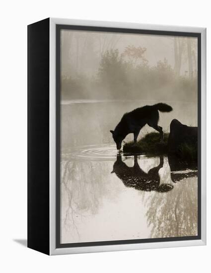 Gray Wolf (Canis Lupus) Drinking in the Fog, Reflected in the Water, in Captivity, Minnesota, USA-James Hager-Framed Premier Image Canvas