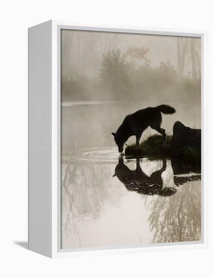 Gray Wolf (Canis Lupus) Drinking in the Fog, Reflected in the Water, in Captivity, Minnesota, USA-James Hager-Framed Premier Image Canvas