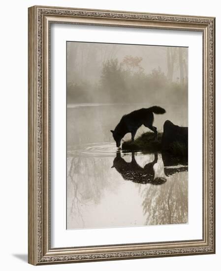 Gray Wolf (Canis Lupus) Drinking in the Fog, Reflected in the Water, in Captivity, Minnesota, USA-James Hager-Framed Photographic Print