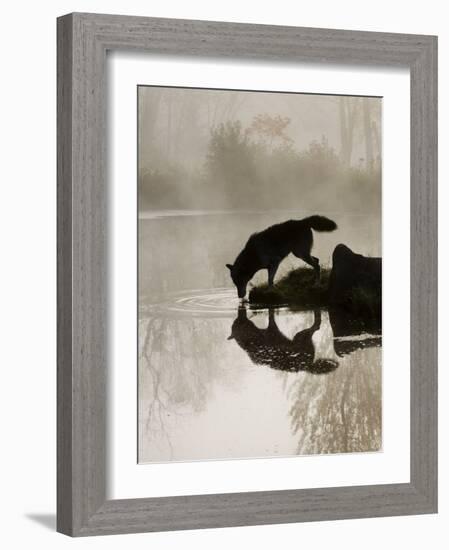 Gray Wolf (Canis Lupus) Drinking in the Fog, Reflected in the Water, in Captivity, Minnesota, USA-James Hager-Framed Photographic Print