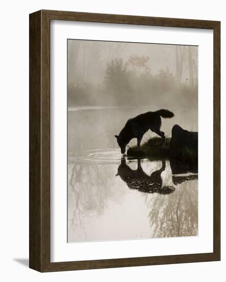 Gray Wolf (Canis Lupus) Drinking in the Fog, Reflected in the Water, in Captivity, Minnesota, USA-James Hager-Framed Photographic Print